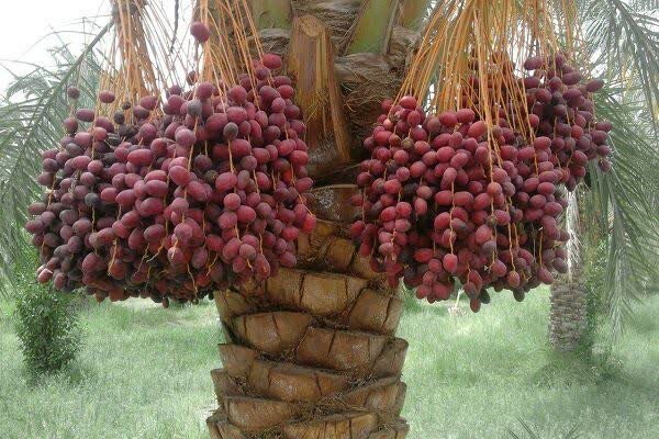 افزایش ۱۰ درصدی برداشت خرما از نخلستان‌های بافق