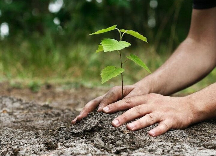 نهضت ملی «درختکاری در سایه‌سار مادر» فردا در بافق