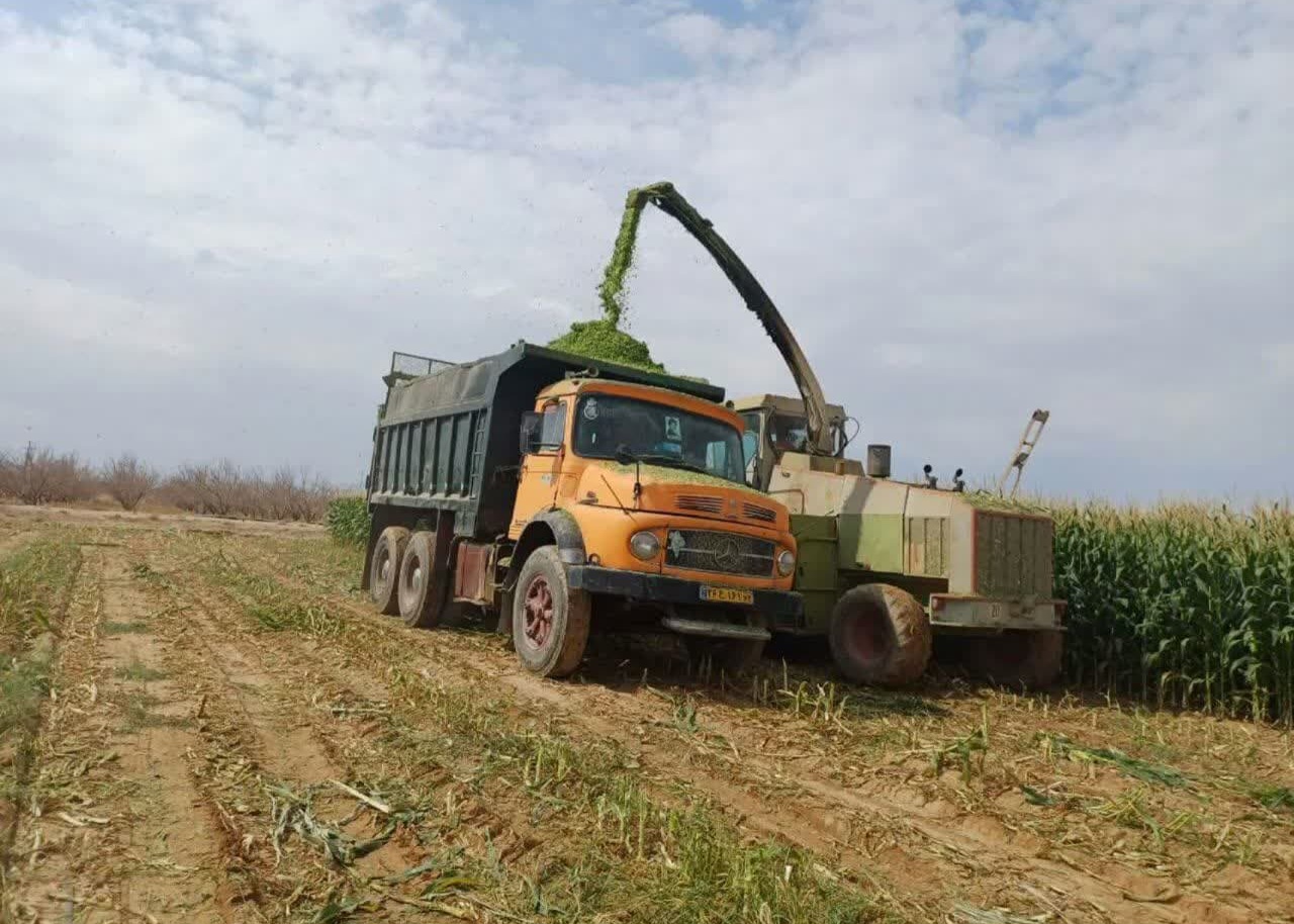 برداشت بیش از ۴ هزار تن ذرت علوفه‌ای از مزارع ابرکوه