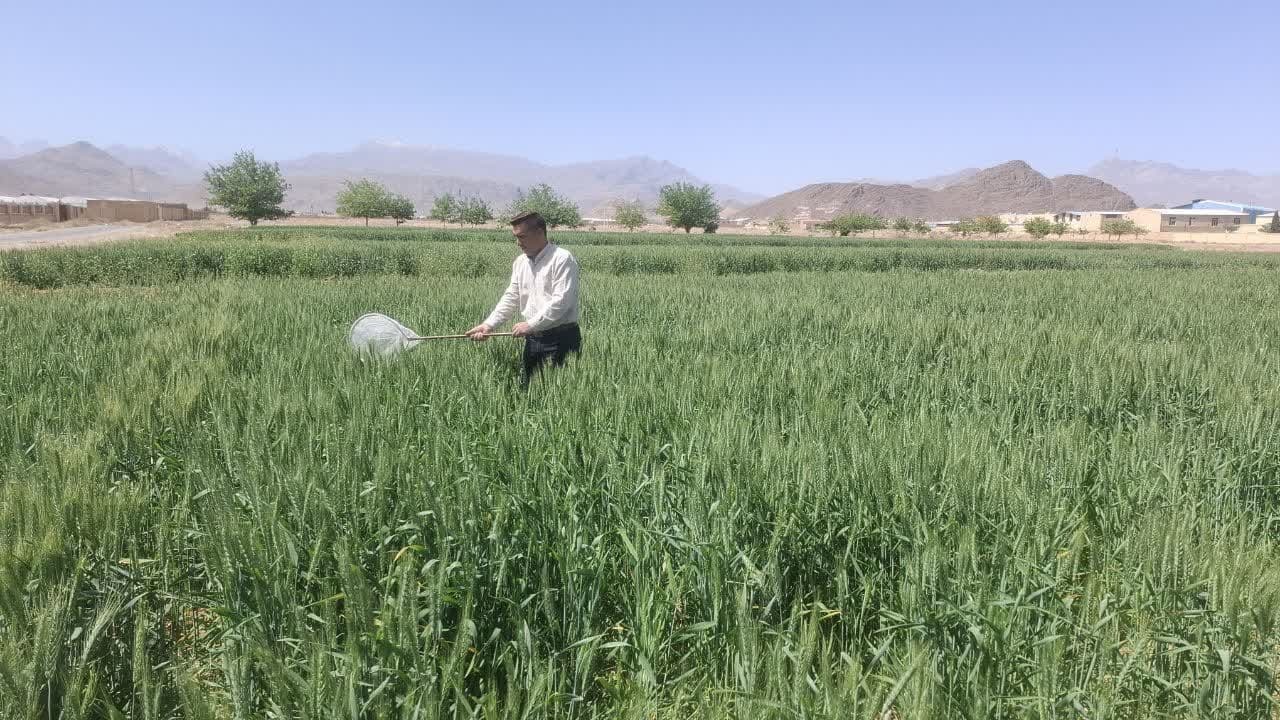 مشاهده نشدن آفت سن در مزارع گندم و جو شهرستان تفت
