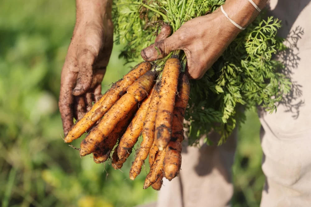 برگزاری چهارمین دوره جشنواره ملی زردک خرانق از ۱۱ دی
