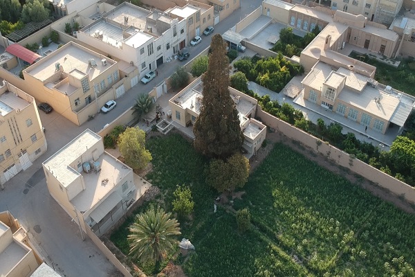 سرو کهنسال اشکذر نیازمند توجه بیشتر مسئولان