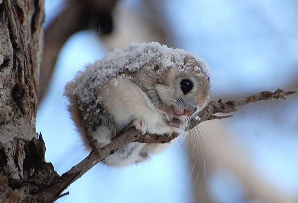 ببینید| سنجاب کوتوله کاکل‌دار؛ کوچک ترین گونه سنجاب در دنیا