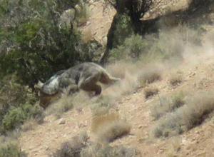 مشاهده خرس قهوه ای در جنگل باغ شادی خاتم